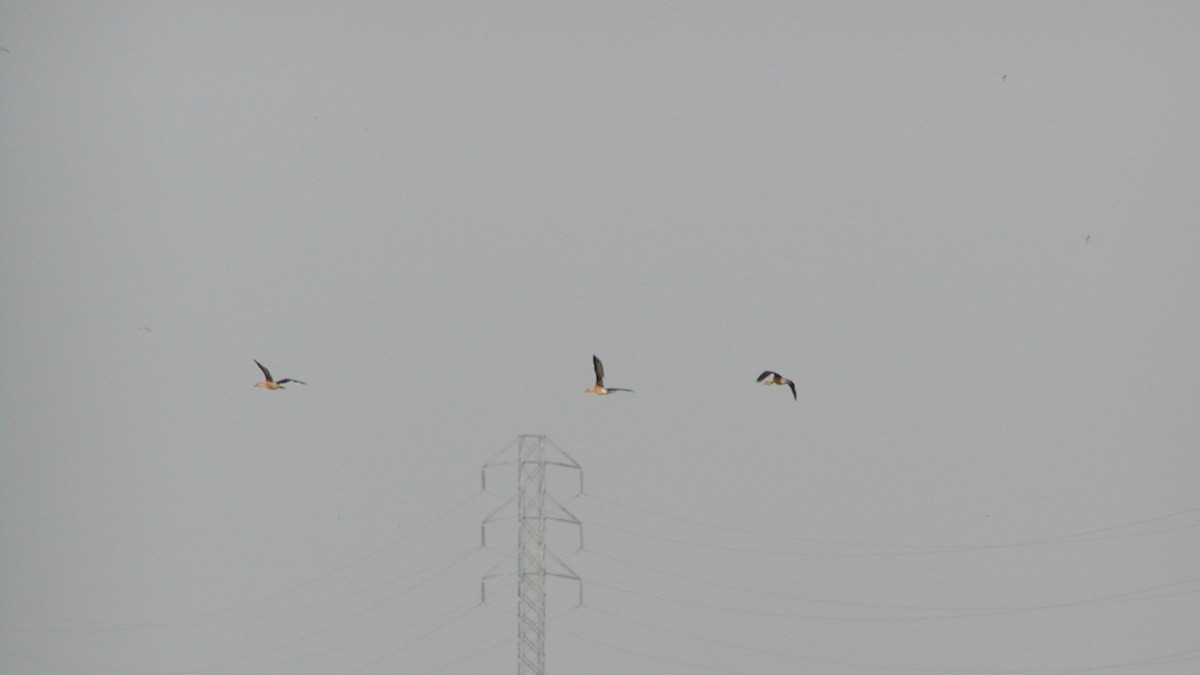 Fulvous Whistling-Duck - ML84043071