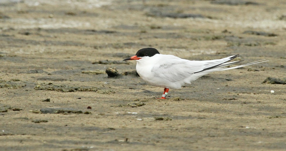 Roseate Tern - ML84043801