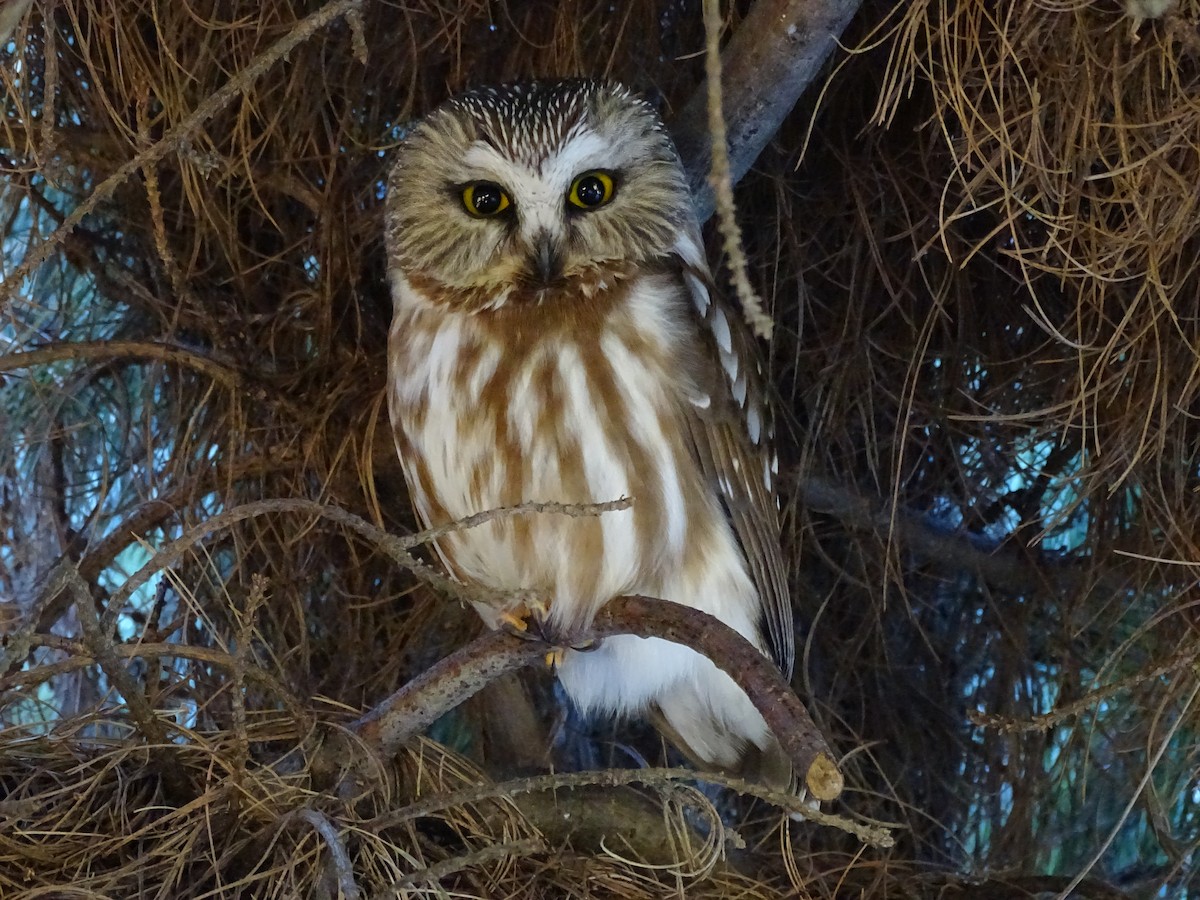 Northern Saw-whet Owl - Kristy Larson
