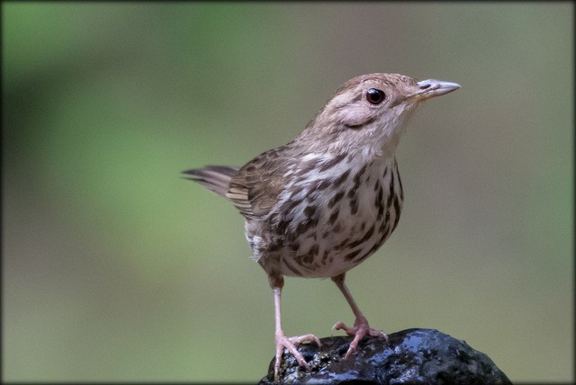 Puff-throated Babbler - Anonymous
