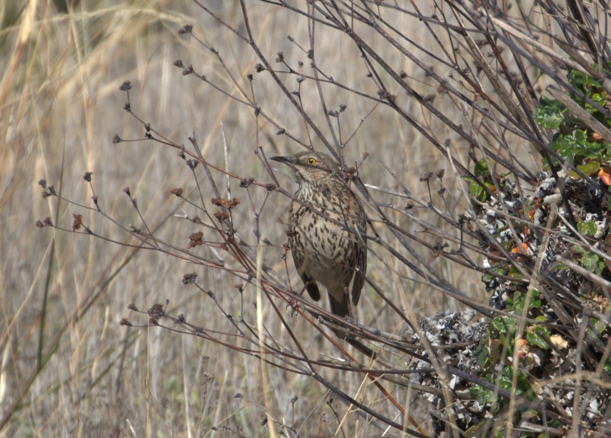 Sage Thrasher - ML84048201