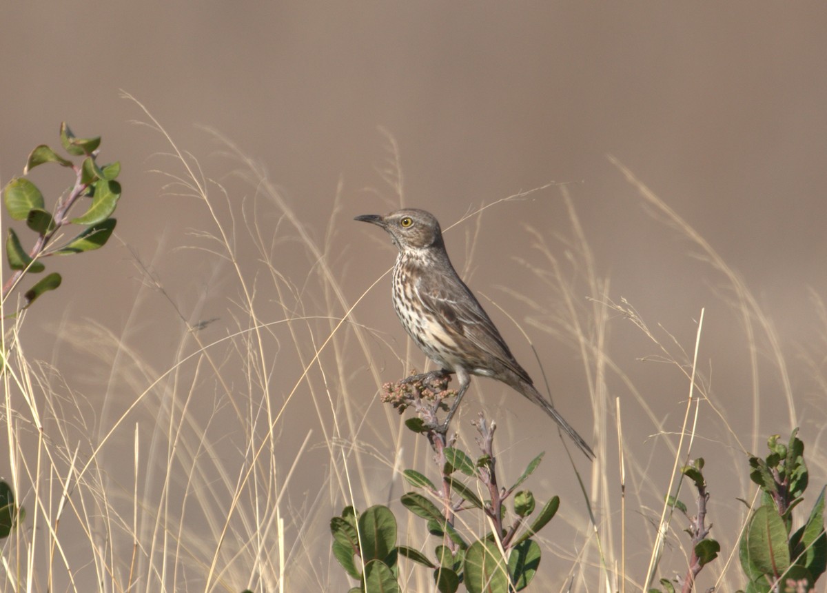 Sage Thrasher - ML84048221