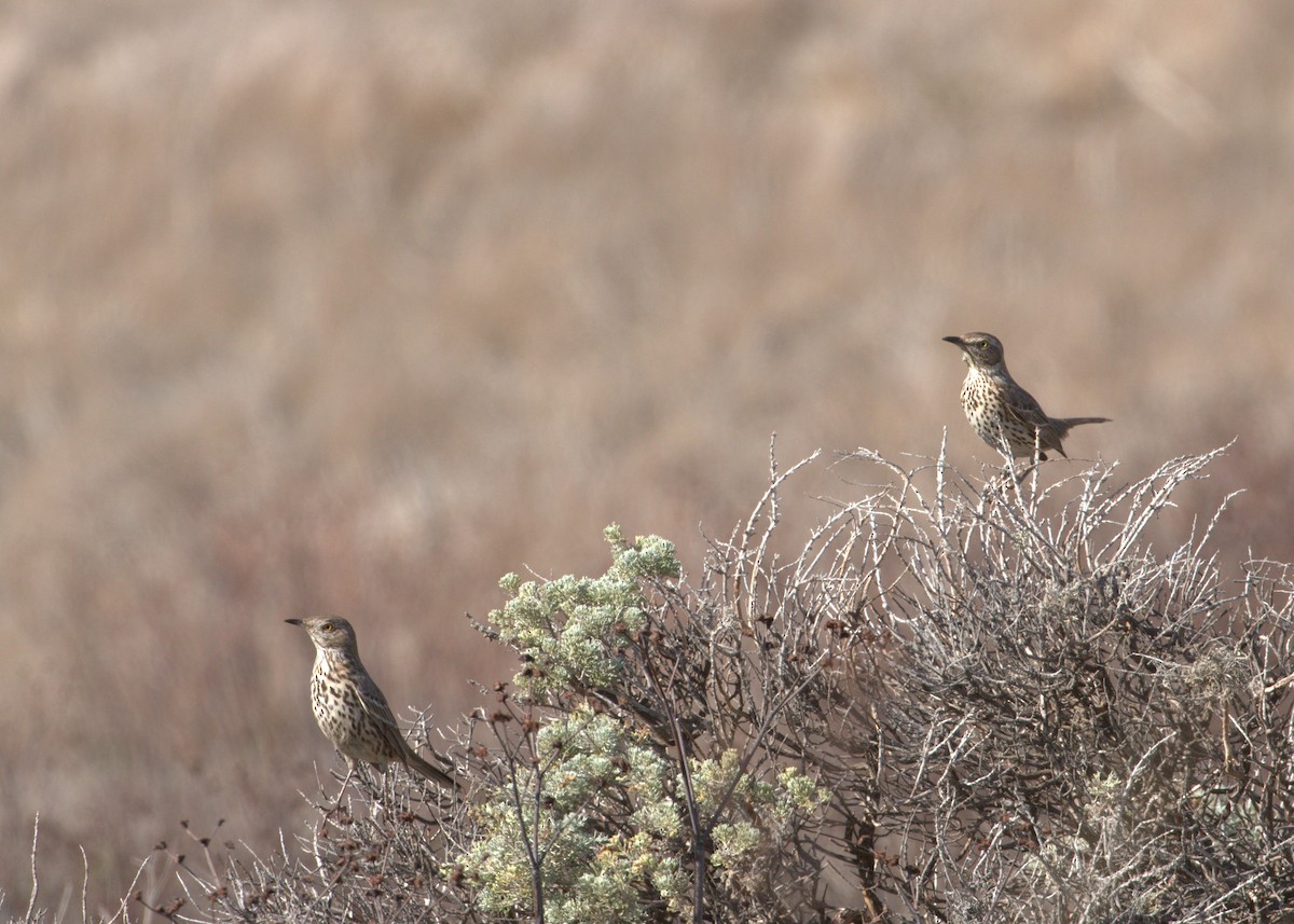 Sage Thrasher - ML84048311