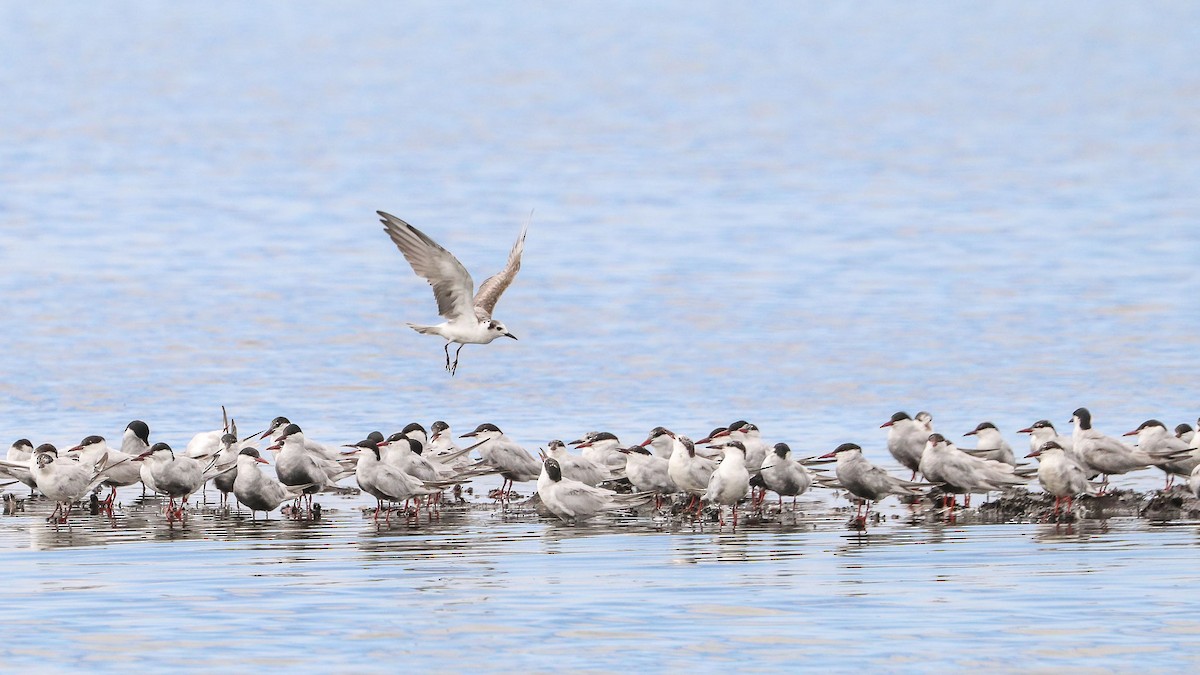 White-winged Tern - ML84048391