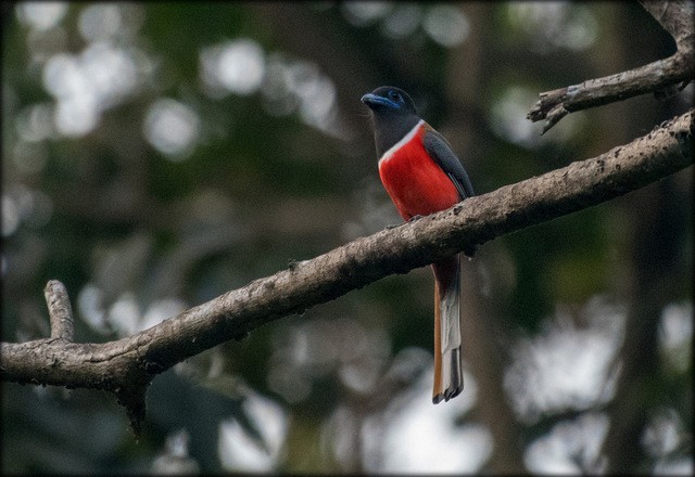 Malabar Trogon - ML84049101