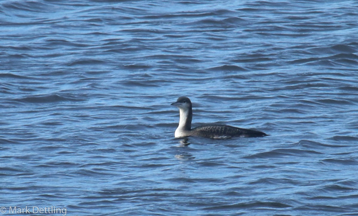 Arctic Loon - ML84049361