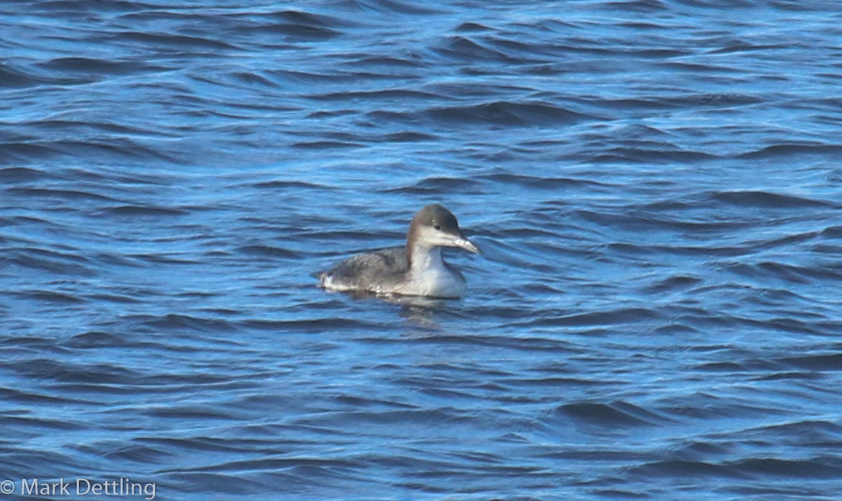 Arctic Loon - ML84049411