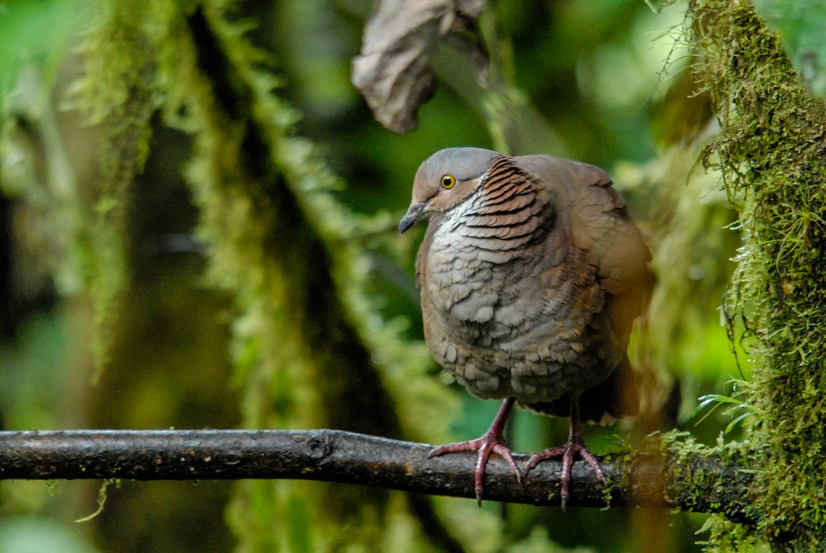 White-throated Quail-Dove - ML84050051