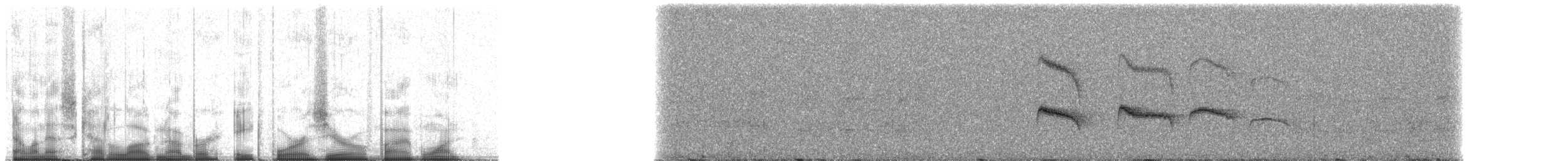 Graubrust-Schnäppertyrann - ML84051