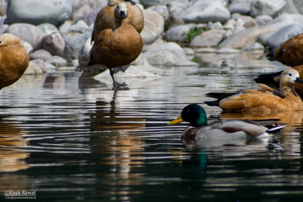 Canard colvert - ML84051671