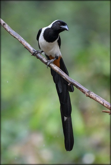 White-bellied Treepie - ML84051731