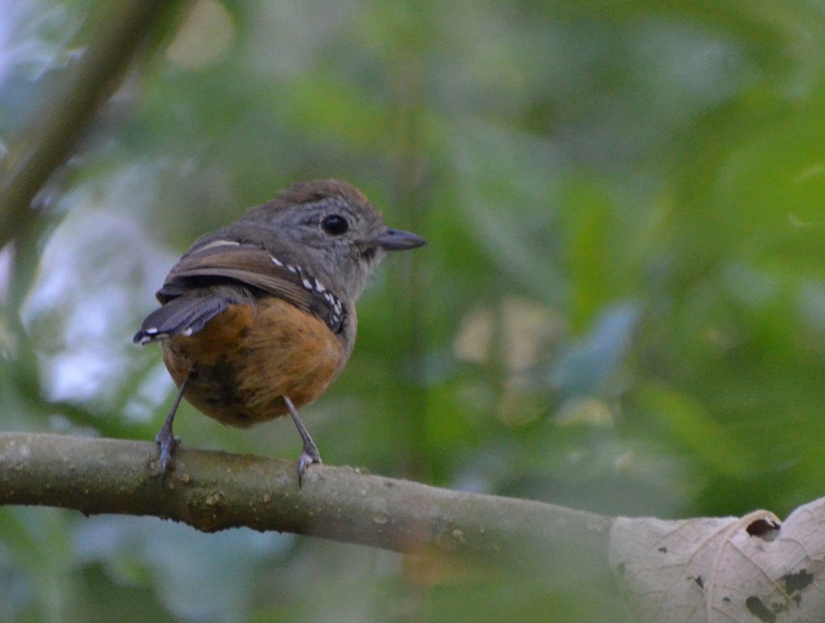 Variable Antshrike - ML84054271