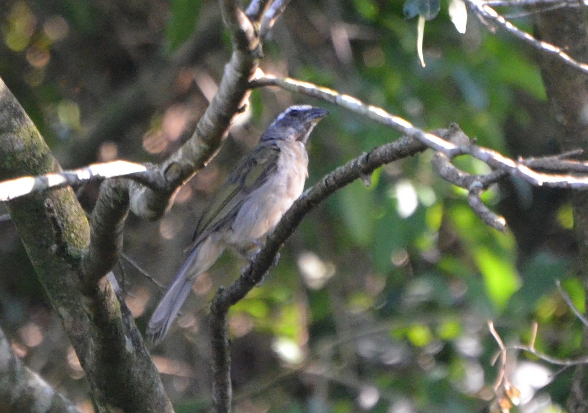 Green-winged Saltator - Carlos Eduardo Agne