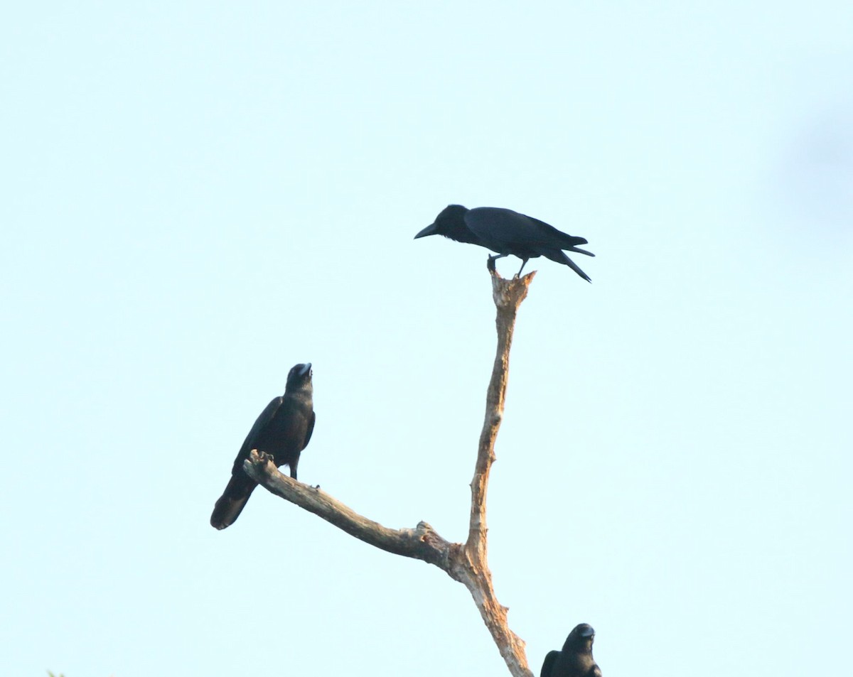 House Crow - Arnab Pal