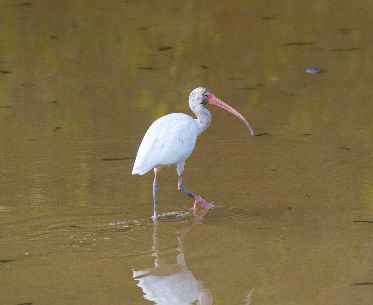 Ibis blanc - ML84056161