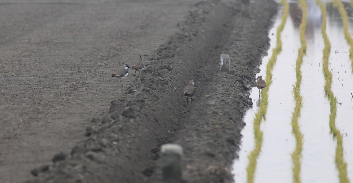 Northern Lapwing - Scott (瑞興) LIN(林)