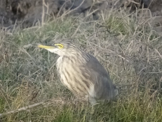 Indian Pond-Heron - Taukeer Alam Lodha