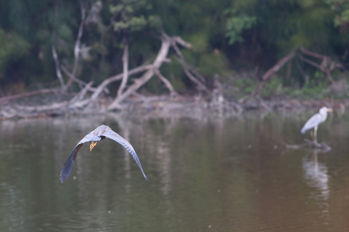 Purple Heron - ML84058831