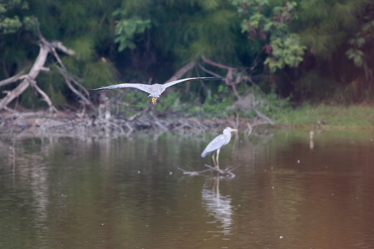 Purple Heron - ML84058851