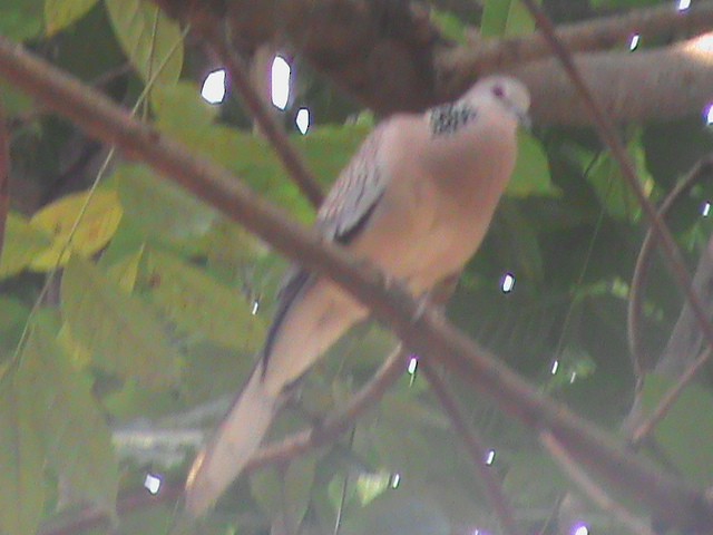 Spotted Dove - ML84059401