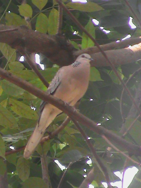 Spotted Dove - ML84059411