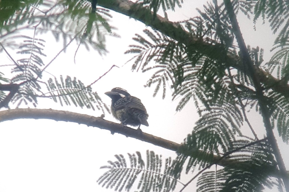 Hairy-breasted Barbet - ML84059471