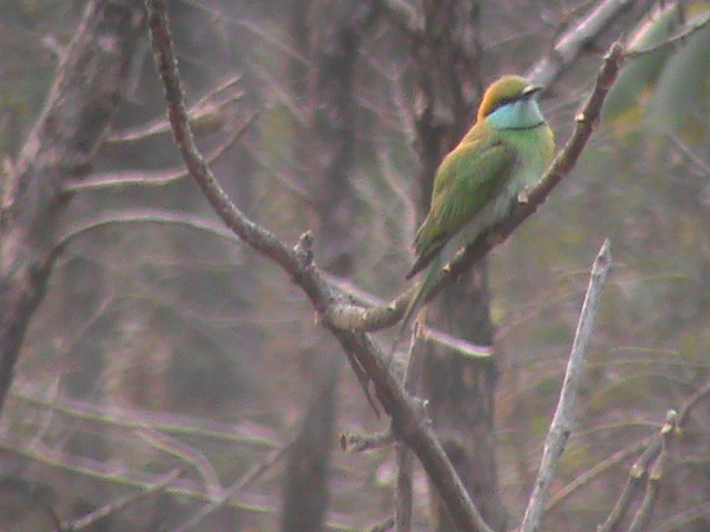 Asian Green Bee-eater - ML84059491