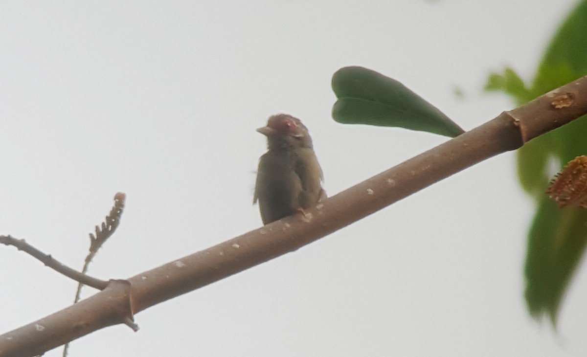 African Piculet - ML84059531