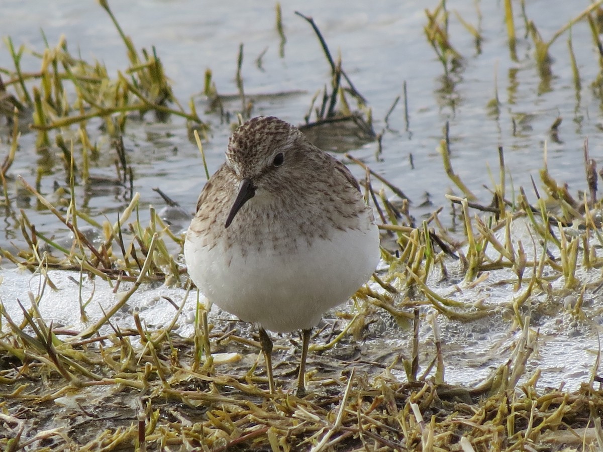 Least Sandpiper - Kathleen Dvorak