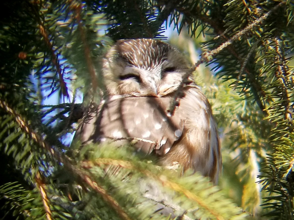 Northern Saw-whet Owl - ML84061161