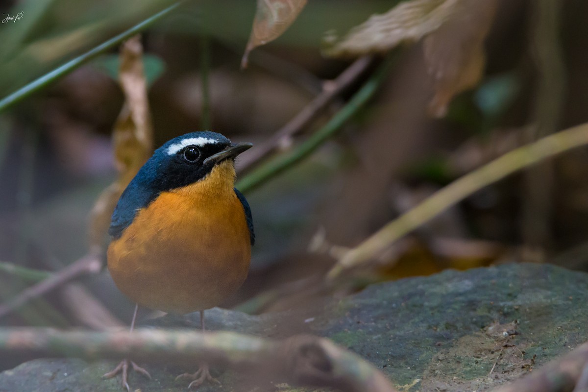 Indian Blue Robin - jithesh pai