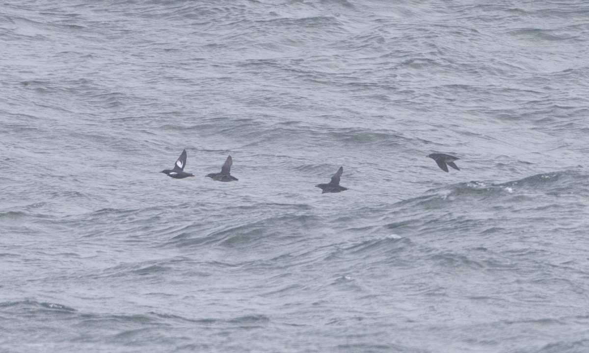 Pigeon Guillemot - ML84061471