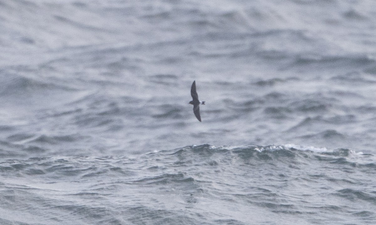 Leach's Storm-Petrel (Leach's) - ML84061761