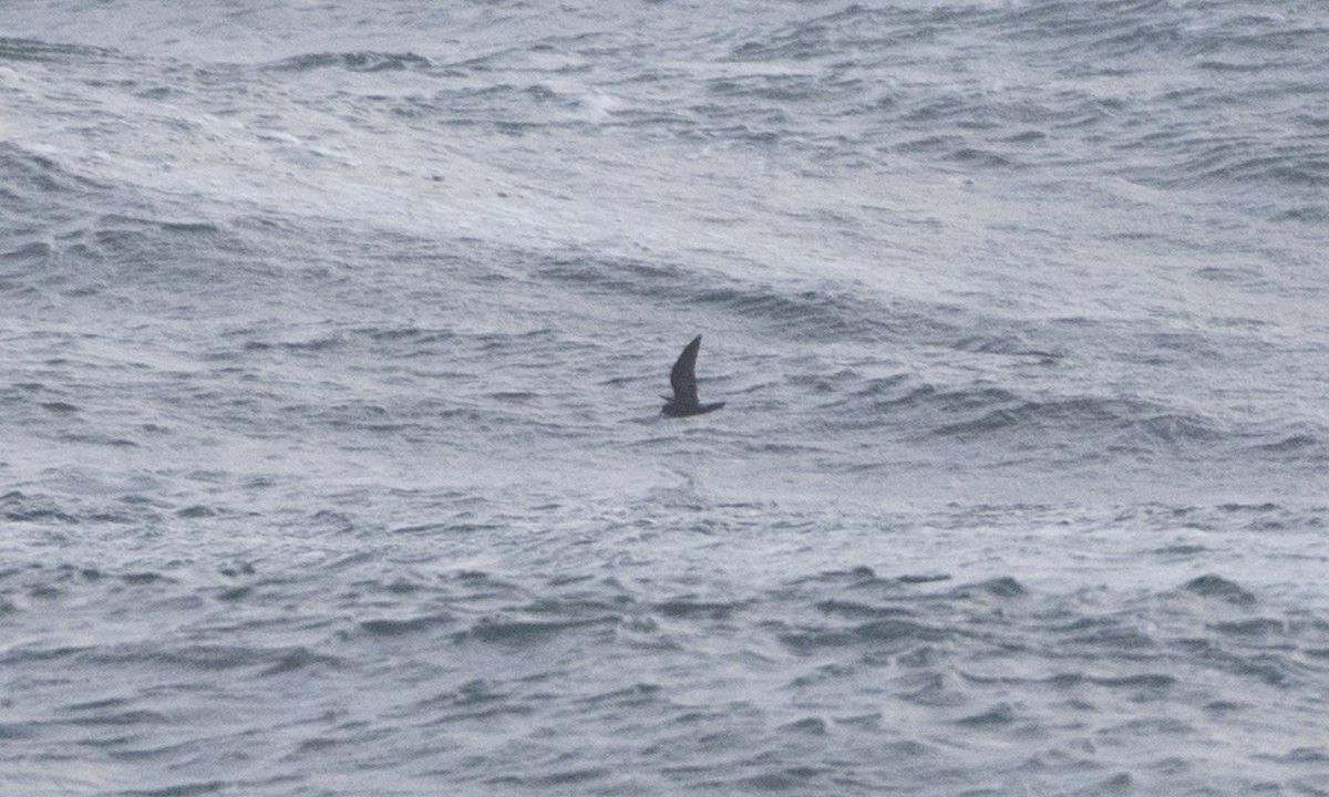 Leach's Storm-Petrel (Leach's) - ML84061771