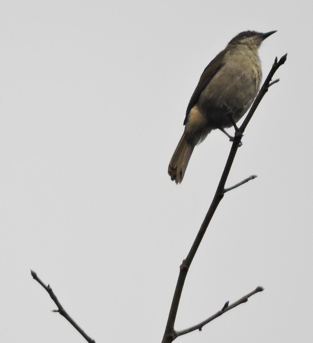 Slender-billed Greenbul - ML84062671