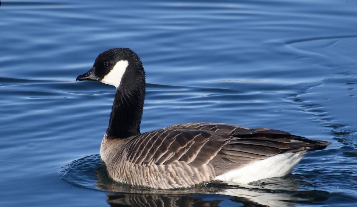 Cackling Goose - ML84063331