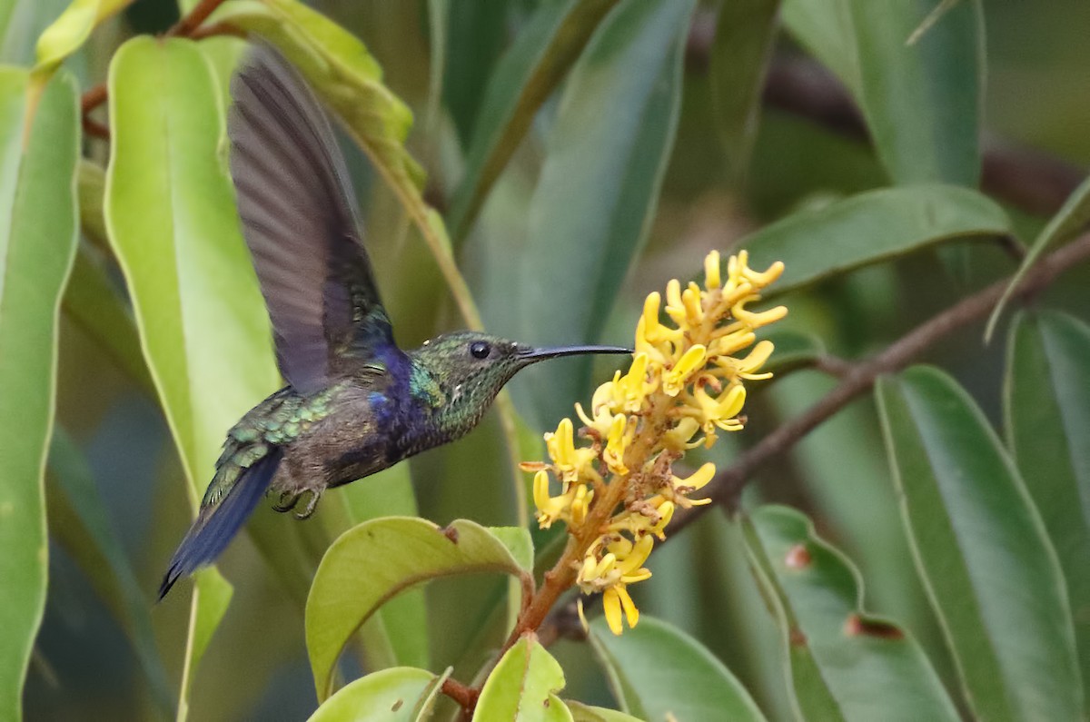 kolibřík nymfový - ML84063581