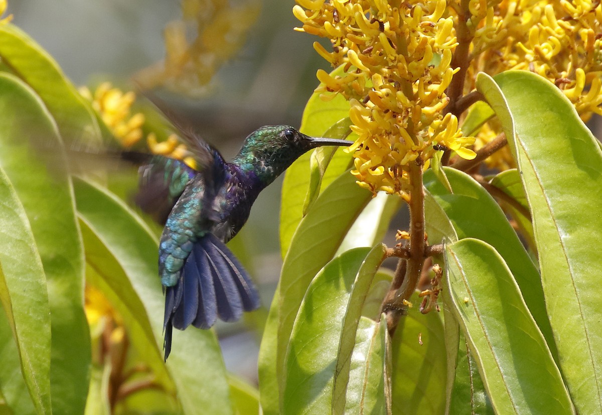kolibřík nymfový - ML84063601
