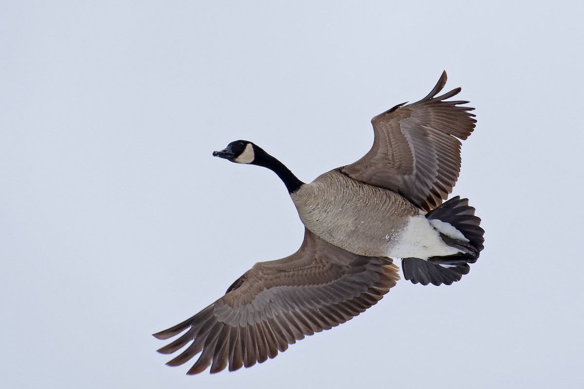Canada Goose - ML84064181
