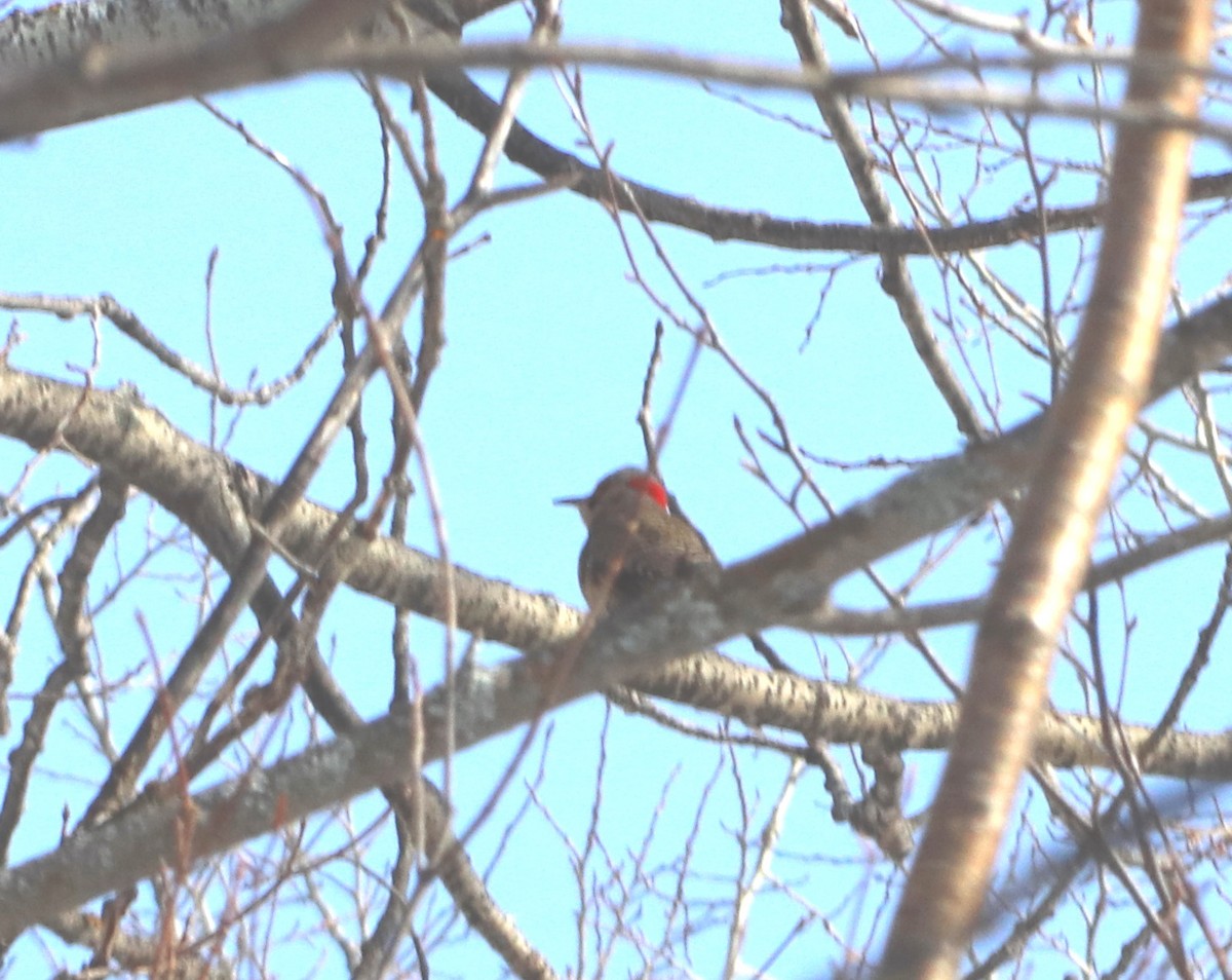 Northern Flicker - ML84064451