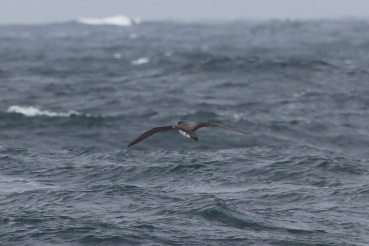 Hawaiian Petrel - ML84065051