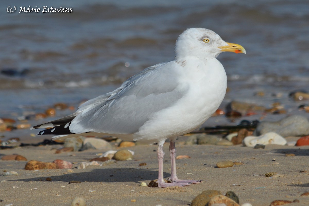 European Herring Gull - Mário Estevens