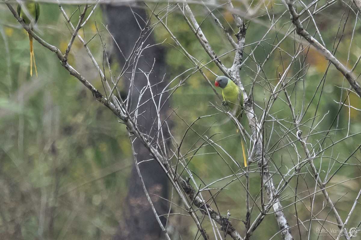 Сероголовый кольчатый попугай - ML84067231