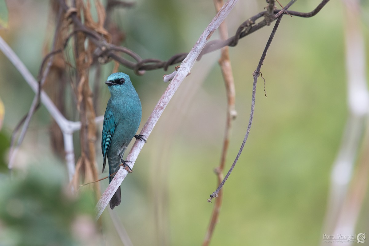 Verditer Flycatcher - ML84067781