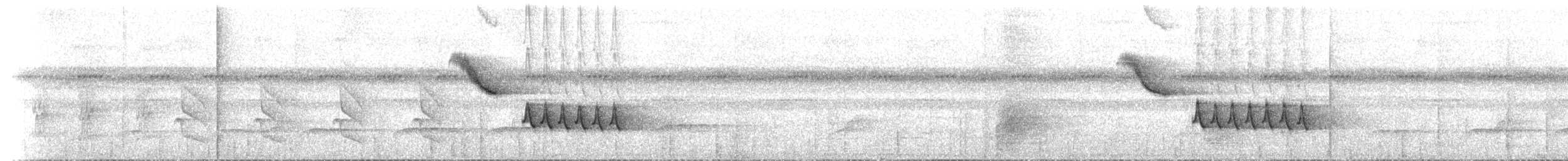 Troglodyte à poitrine blanche (groupe leucosticta) - ML84068691