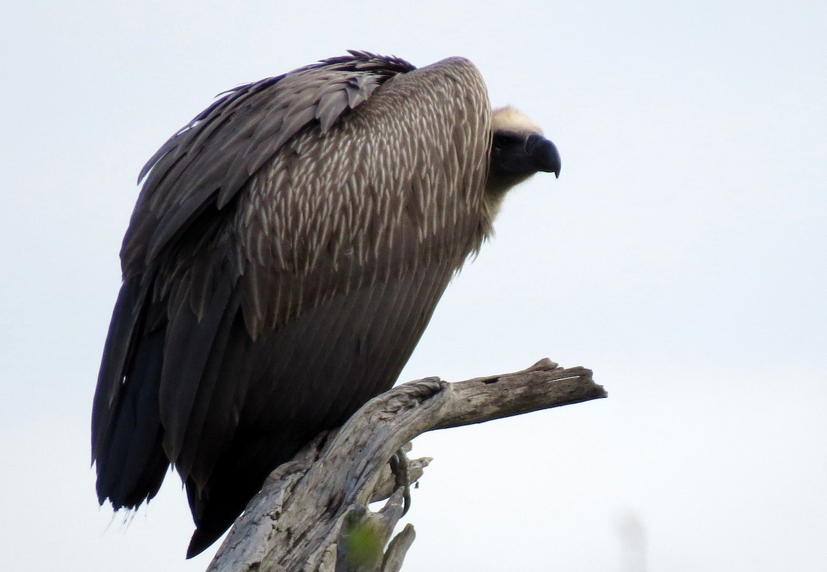 White-backed Vulture - ML84069031