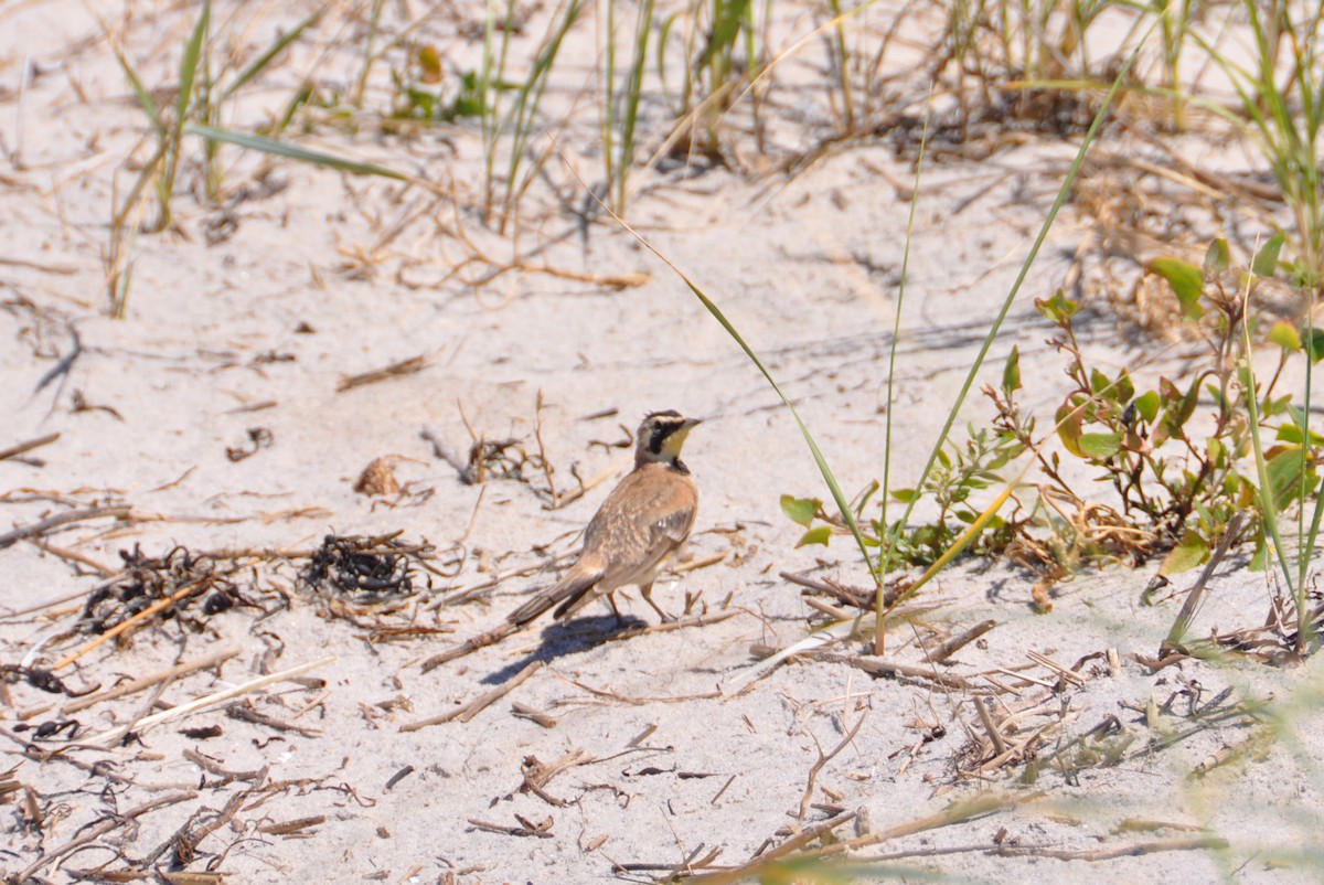 Horned Lark - ML84070541