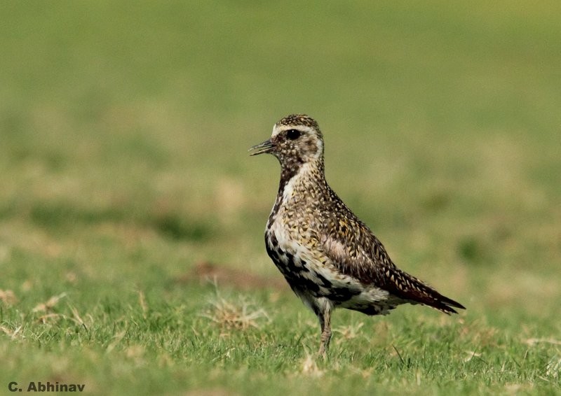 European Golden-Plover - ML84071061