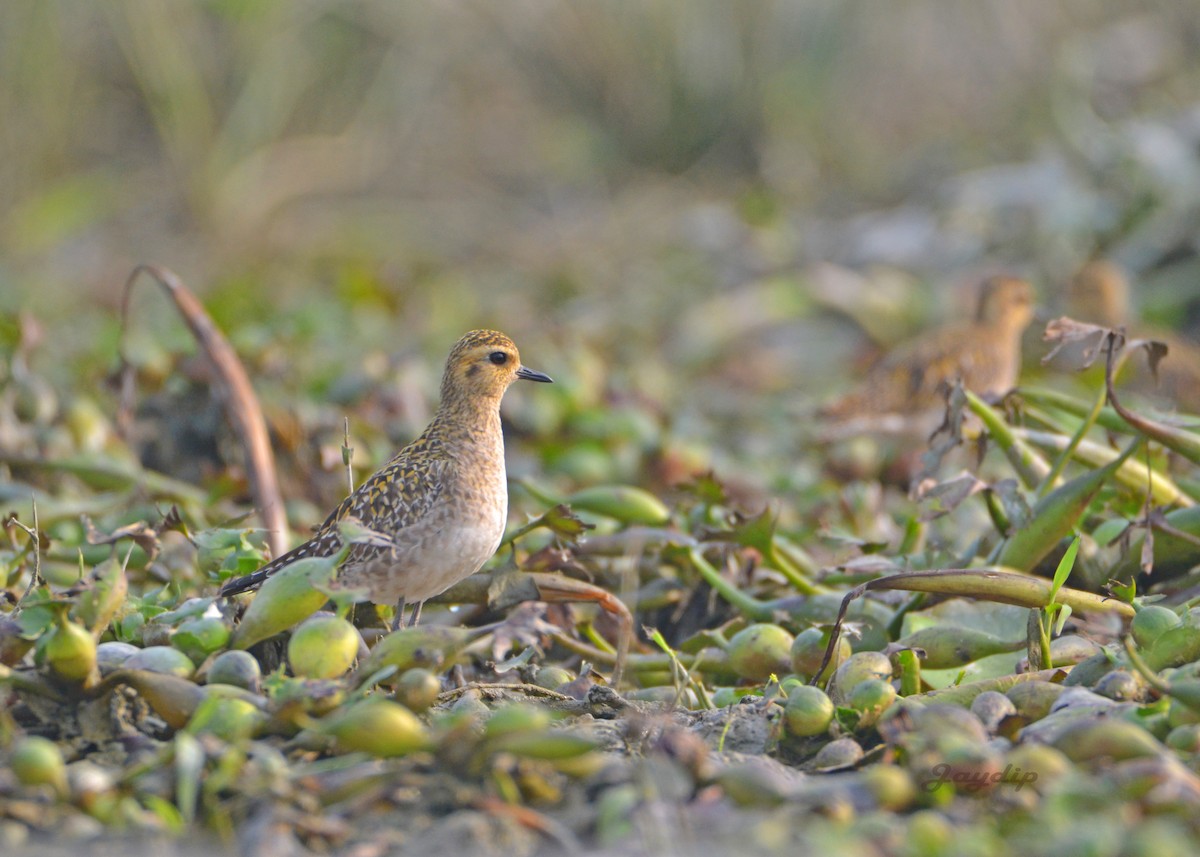 Pacific Golden-Plover - Jaydip Bhattacharya