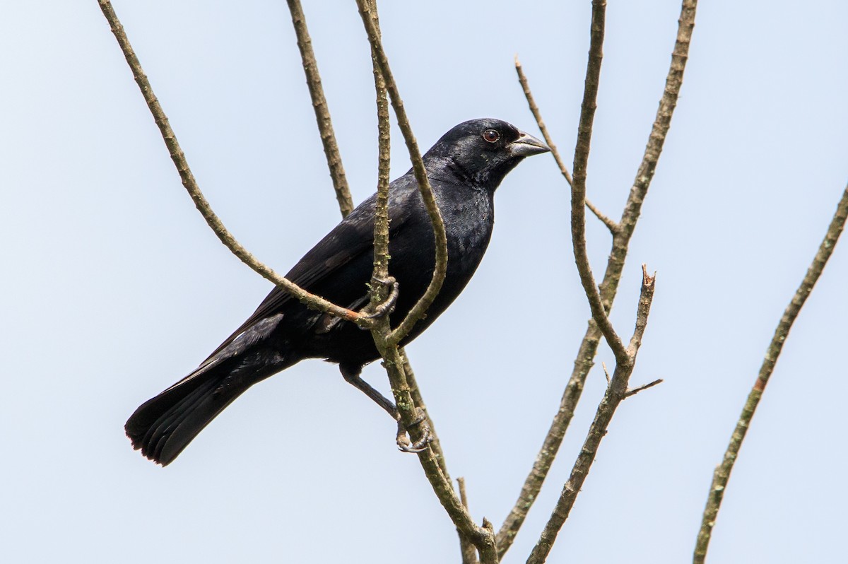 Screaming Cowbird - Fernando Farias